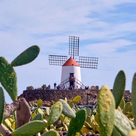 jardin del cactus