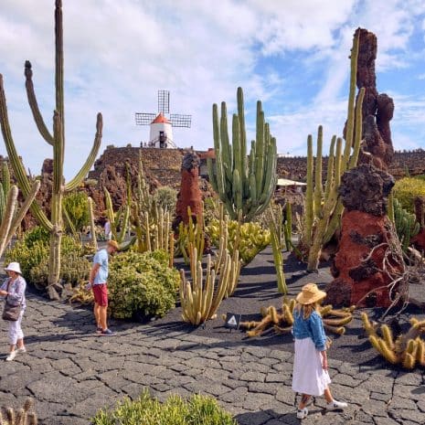 jardin del cactus