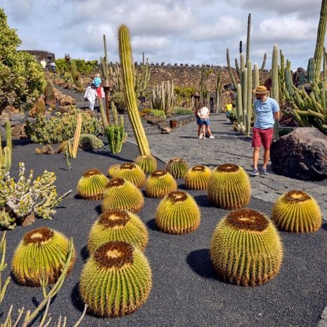 jardin del cactus