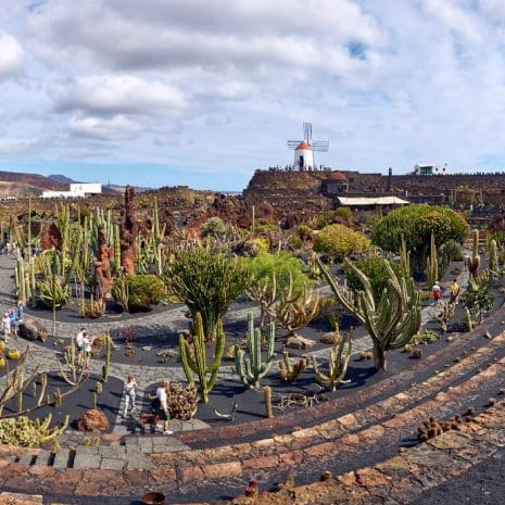 jardin del cactus