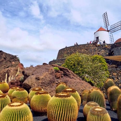 jardin del cactus