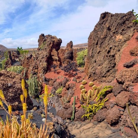 jardin del cactus