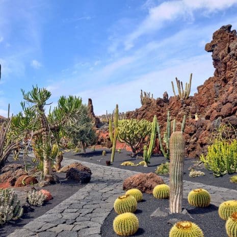 jardin del cactus