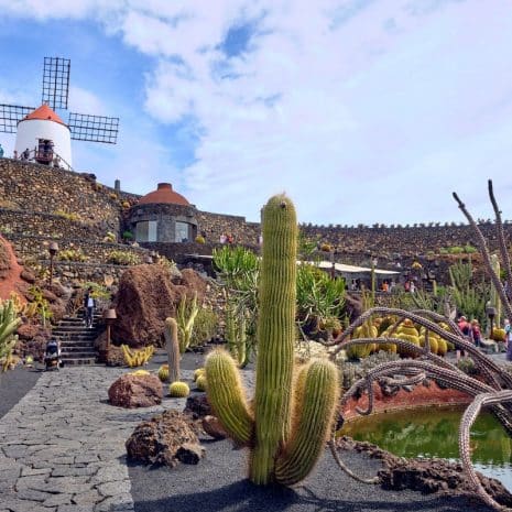 jardin del cactus