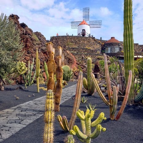 jardin del cactus