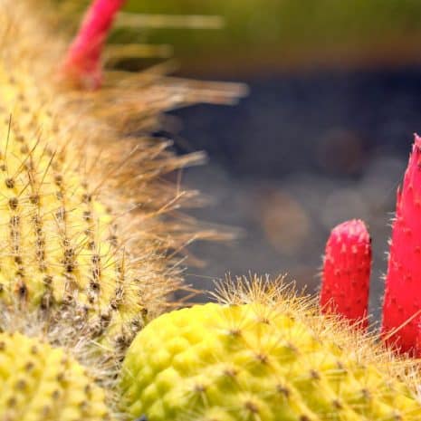 jardin del cactus