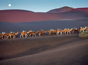 lanzarote camello