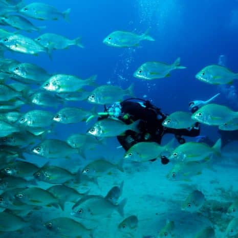 Curso Identificación de Peces