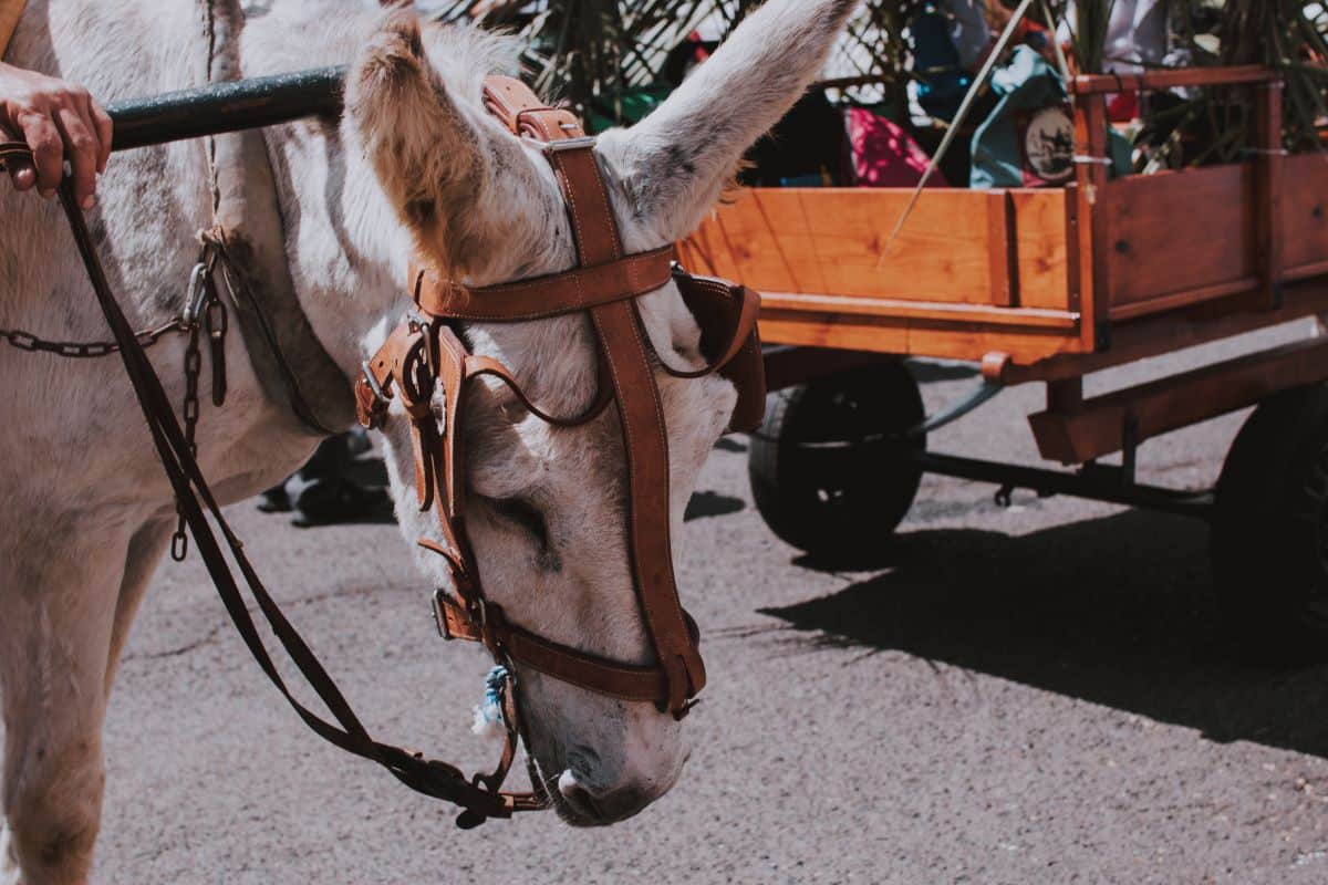 romeria de los dolores lanzarote