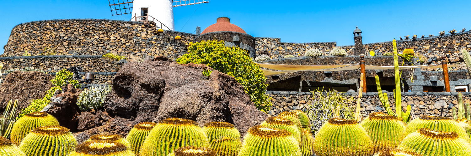 Vista del Jardín de Cactus en Lanzarote, con cactus dorados, rocas volcánicas y un molino tradicional sobre un fondo de muros de piedra